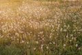 Fluffy dandelions glow in the rays of sunlight at sunset in the field Royalty Free Stock Photo