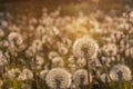 Fluffy dandelions glow in the rays of sunlight at sunset in the field Royalty Free Stock Photo