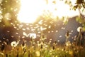 Fluffy dandelions glow in the rays of sunlight at sunset in nature field. Beautiful dandelion flowers in spring meadow Royalty Free Stock Photo