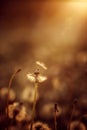 Fluffy dandelions glow in the rays of sunlight at sunset in nature field. Beautiful dandelion flowers in spring meadow Royalty Free Stock Photo