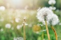 Fluffy dandelions glow in rays of sunlight at sunset in nature on meadow. Beautiful dandelion flowers in field close-up in golden Royalty Free Stock Photo