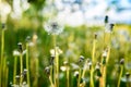 Fluffy dandelions on the lawn in the park. Amazing meadow with wildflowers. Royalty Free Stock Photo