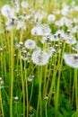 Fluffy dandelions on the lawn in the park. Amazing meadow with wildflowers. Royalty Free Stock Photo