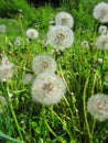 Fluffy dandelions Royalty Free Stock Photo