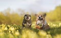 Dog friends happy sitting in a summer sunny meadow with a gift card flower basket Royalty Free Stock Photo