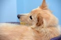 Fluffy dog half-breed turning around looking Royalty Free Stock Photo