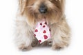 Fluffy dog with a hearts tie listening