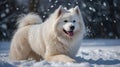 A fluffy dog playing in the snow, surrounded by falling snowflakes Royalty Free Stock Photo