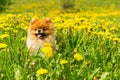 Fluffy Dog Pomeranian Spitz Sitting in a Spring Park in Surround Royalty Free Stock Photo