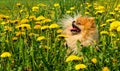 Fluffy Dog Pomeranian Spitz Sitting in a Spring Park in Surround Royalty Free Stock Photo