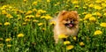 Fluffy Dog Pomeranian Spitz Sitting in a Spring Park in Surround Royalty Free Stock Photo