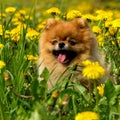 Fluffy Dog Pomeranian Spitz Sitting in a Spring Park in Surround Royalty Free Stock Photo