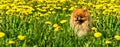 Fluffy Dog Pomeranian Spitz Sitting in a Spring Park in Surround Royalty Free Stock Photo