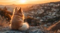 Fluffy Dog Watching Sunset Over Cityscape Royalty Free Stock Photo