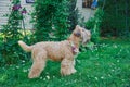 Fluffy Dog of the wheaten terrier breed in a wreath of bright flowers in a green clearing. Royalty Free Stock Photo