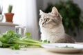 Fluffy domestic cat looking at vegetables on a plate on the kitchen table