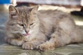 Fluffy domestic cat shows tongue. Grey cat lies with tongue out