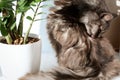 Fluffy domestic cat sits in the sun next to plant and licks its fur. Daily cat grooming. Pets. Bright sunny day. Selective focus,