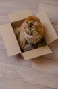 Fluffy domestic cat is sitting in a cardboard box