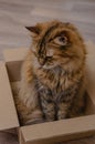 Fluffy domestic cat is sitting in a cardboard box