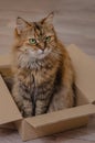 Fluffy domestic cat is sitting in a cardboard box