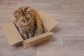 Fluffy domestic cat is sitting in a cardboard box. Funny animal habits