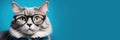 fluffy domestic gray cat with glasses, vision check, ophthalmology salon, veterinary clinic, blue background,