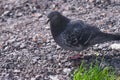 Fluffy dove closeup on the ground Royalty Free Stock Photo