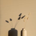 Fluffy dried pom pom bunny tail grass in vase on sunset. Shadows on the wall. Minimal boho style home decor