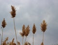 Fluffy dry reeds in the sky Royalty Free Stock Photo