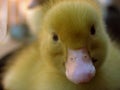 Fluffy Duckling Close Up Royalty Free Stock Photo