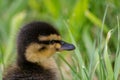Fluffy Duckling In Grass Royalty Free Stock Photo