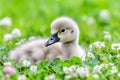 Fluffy duckling resting on clover field surrounded by soft flowers Royalty Free Stock Photo