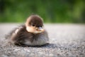 Fluffy Duckling Resting on Textured Surface Royalty Free Stock Photo