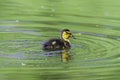 Fluffy duckling swimming in pond Royalty Free Stock Photo