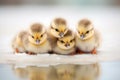 fluffy ducklings huddle for warmth on ice
