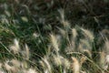 Fluffy dwarf burgundy bunny fountain grass in a park Spain