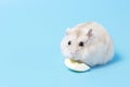 Fluffy dwarf hamster eats egg white on blue background front view. Royalty Free Stock Photo