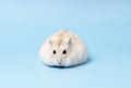 Fluffy dwarf hamster lies on blue background front view. Royalty Free Stock Photo