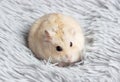 A fluffy dwarf hamster lies on gray fur background close-up.