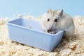 Fluffy dwarf hamster sitting next to the feeder on background of sawdust