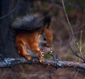 Squirrel eats pine cone on a tree in autumn forest Royalty Free Stock Photo