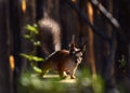 Fluffy eared squirrel in the garden