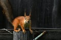 Fluffy eared squirrel sitting on the fence