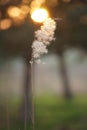 Fluffy eed grass in natural blurred background at sunset