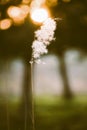 Fluffy eed grass in natural blurred background at sunset