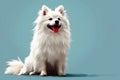 Fluffy elegance on display, this white spitz embodies grace in a tranquil setting