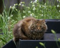 Fluffy Farm Cat Royalty Free Stock Photo