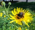 Fluffy fat bumble bee on yellow sunny dandelion