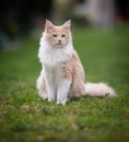 Cream white maine coon cat sitting on grass in garden Royalty Free Stock Photo